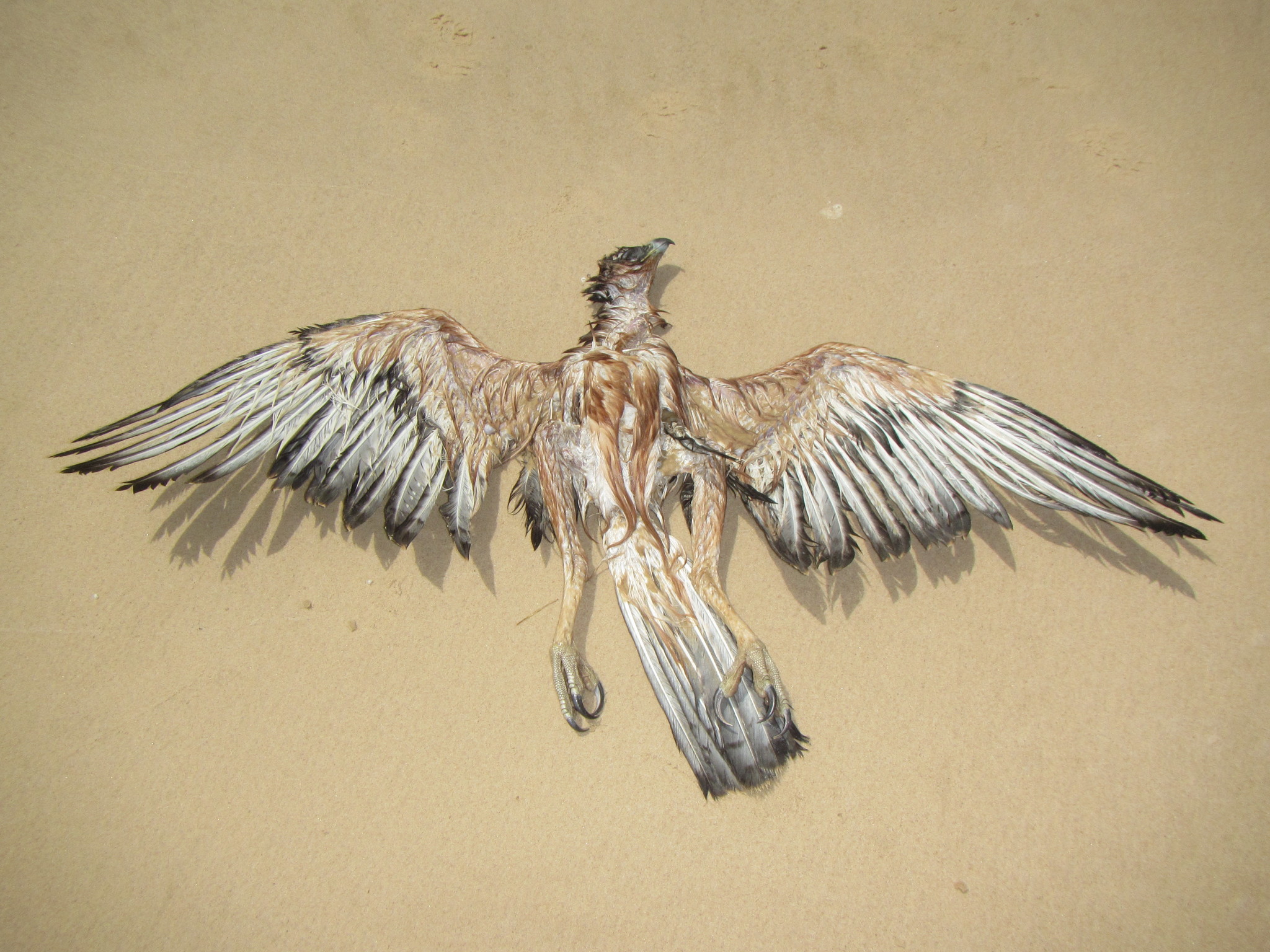 African Hawk-Eagle (Aquila spilogaster)