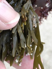 Pelvetiopsis limitata