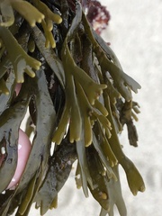 Pelvetiopsis limitata