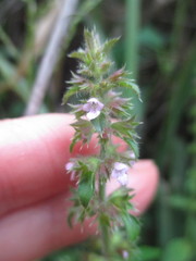 Stachys pusilla