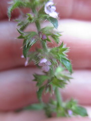Stachys pusilla