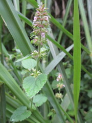 Stachys pusilla
