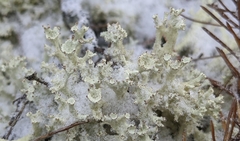 Cladonia boryi
