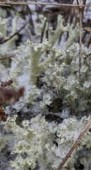 Cladonia boryi