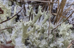 Cladonia boryi