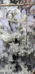 Cladonia boryi