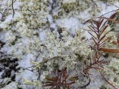 Cladonia boryi
