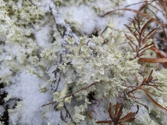 Cladonia boryi