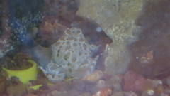 Atelognathus patagonicus