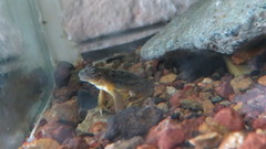 Atelognathus patagonicus