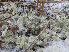Cladonia boryi