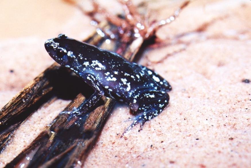 White-Spotted Humming Frog