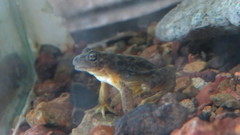 Atelognathus patagonicus