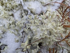 Cladonia boryi