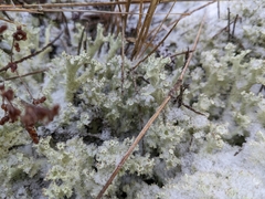 Cladonia boryi