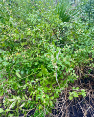 Baccharis glomeruliflora