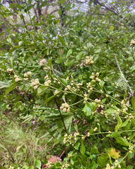 Baccharis glomeruliflora