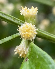 Baccharis glomeruliflora
