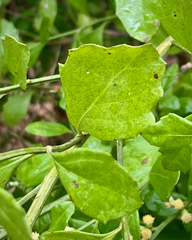 Baccharis glomeruliflora