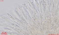 Proliferodiscus pulveraceus