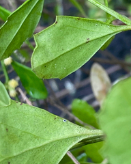 Baccharis glomeruliflora