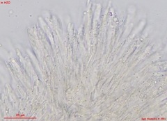 Proliferodiscus pulveraceus