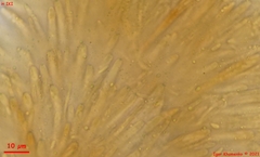 Proliferodiscus pulveraceus