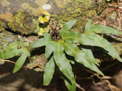Pyrrosia polydactylos