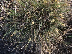 Carex filifolia
