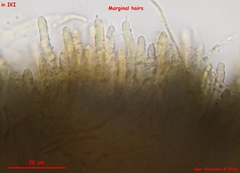 Proliferodiscus pulveraceus