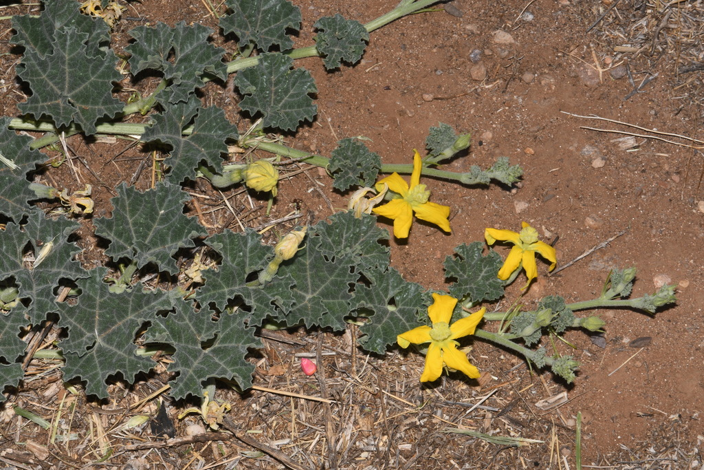 melon loco from E Highway 181, Pearce, AZ, US on June 11, 2021 at 0735