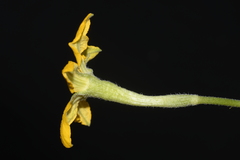 Apodanthera undulata