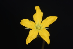 Apodanthera undulata