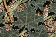 Apodanthera undulata