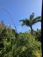 Pseudophoenix sargentii