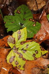 Sphaerulina westendorpii