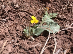 Viola purpurea aurea