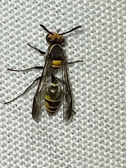 Polybia ruficeps xanthops