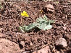 Viola purpurea aurea