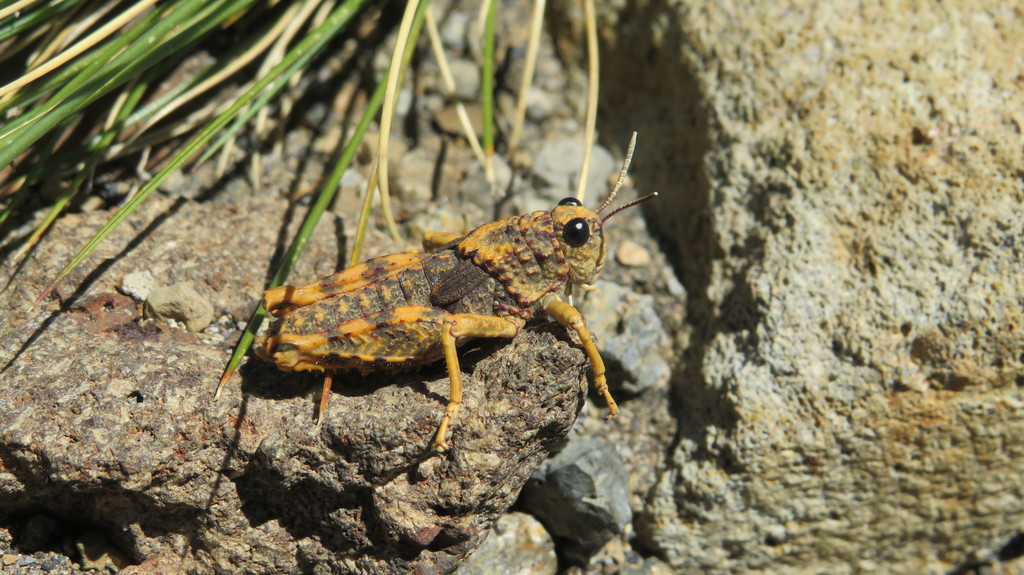 Aucacris bullocki