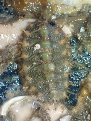Mopalia porifera