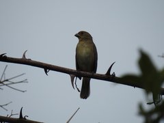 Sporophila caerulescens