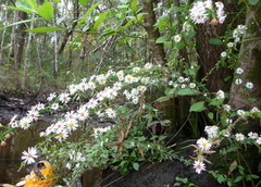 Symphyotrichum simmondsii
