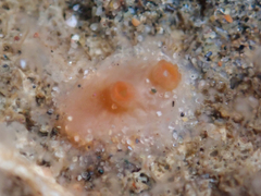 Metandrocarpa taylori