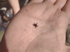 Lepiselaga