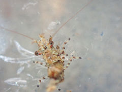 Heptacarpus palpator