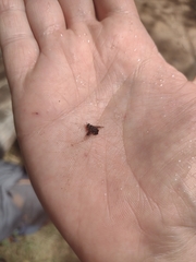 Lepiselaga