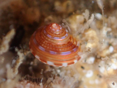 Calliostoma supragranosum