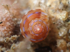 Calliostoma supragranosum
