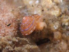 Calliostoma supragranosum